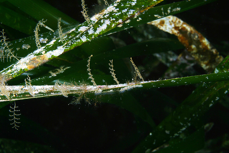 Sertularia perpusilla e Aglaophenia harpago